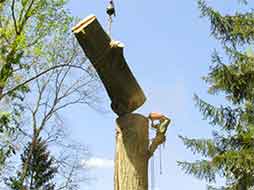 big tree removal