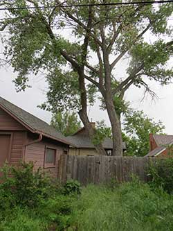 tree cutting in Cheyenne