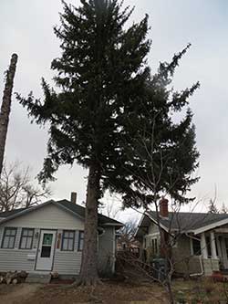pine tree removal in Cheyenne WY