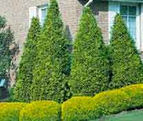 shrub trimming Cheyenne WY