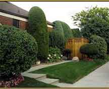 We specialize in hedge trimming in Cheyenne