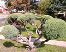 bush, hedge, and shrub removal in Cheyenne WY
