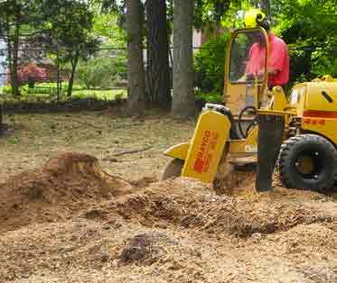 stump removal picture