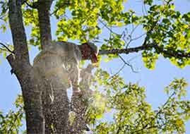 arborist climbing tree