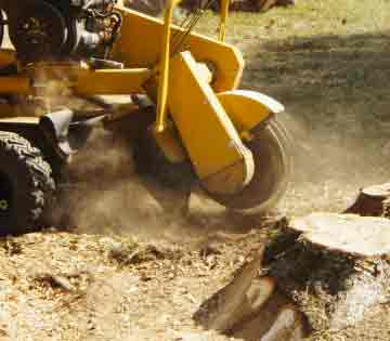 Cheyenne's stump grinding company